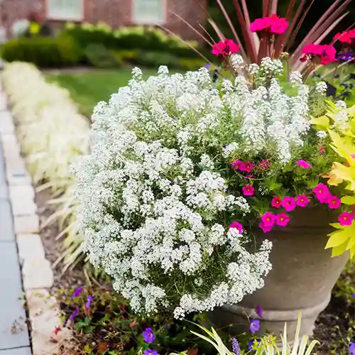 the-landscape-pro-annuals