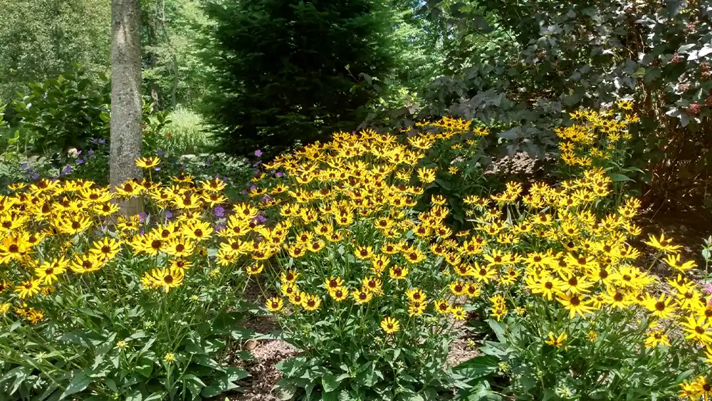 the-landscape-pro-landscape-maintenance-perennial-bed